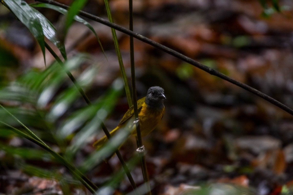 カンムリフウキンチョウ - ML644305301