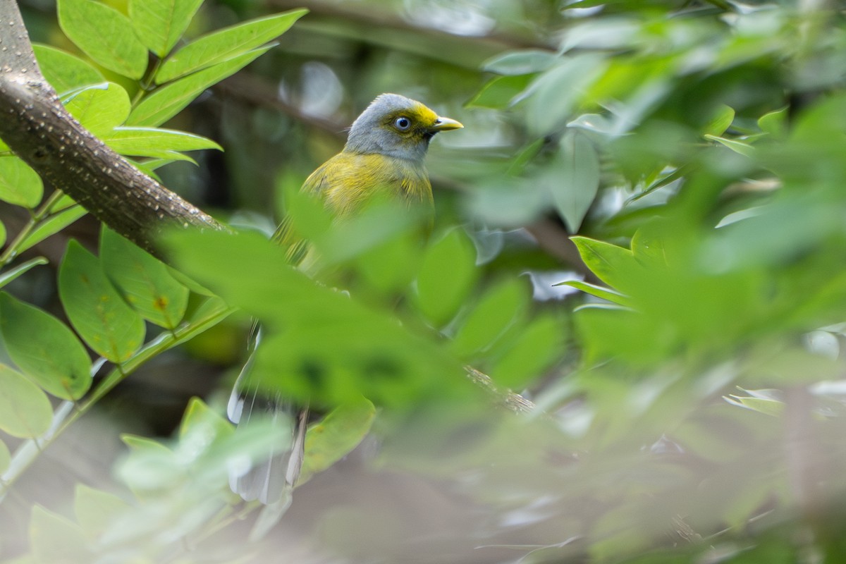 Gray-headed Bulbul - ML644305302