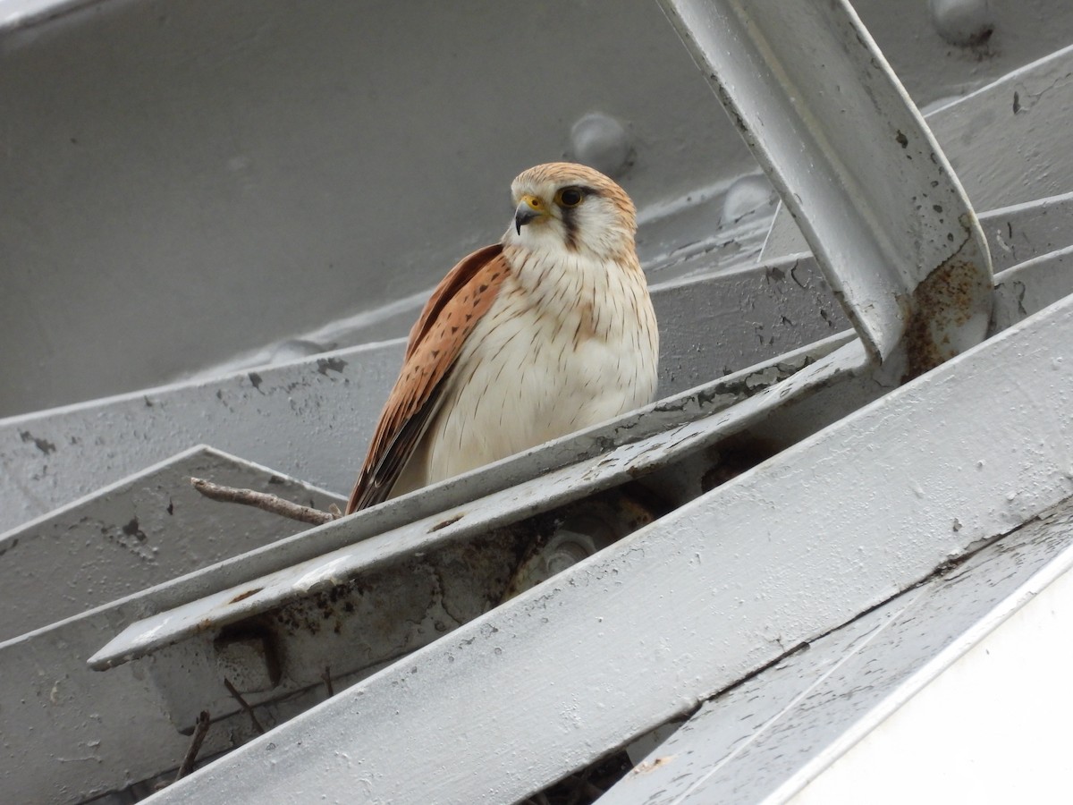 Nankeen Kestrel - ML644305304