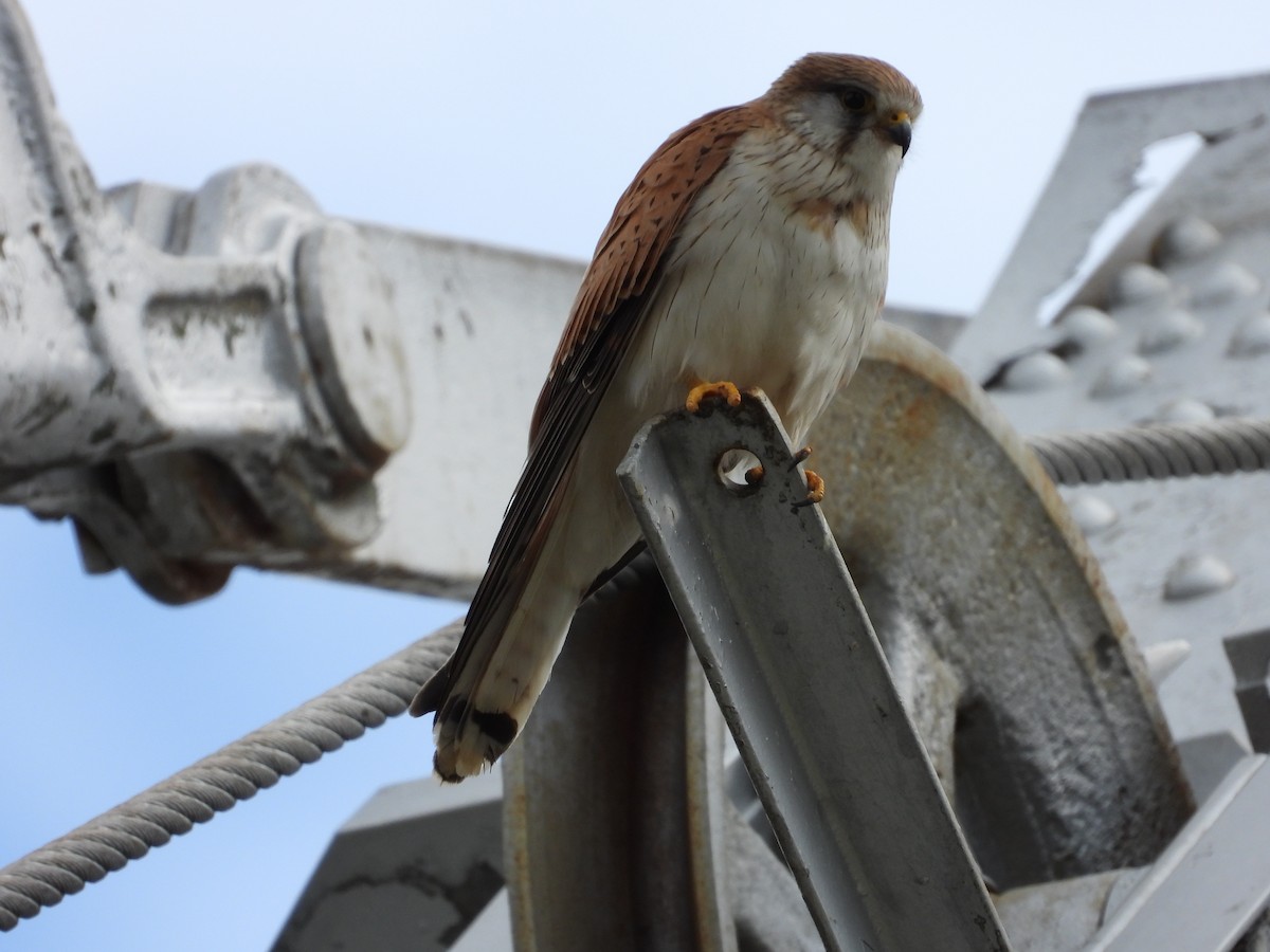 Nankeen Kestrel - ML644305305