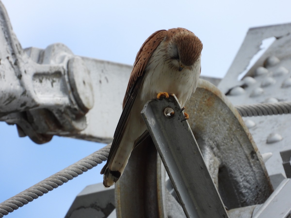 Nankeen Kestrel - ML644305311