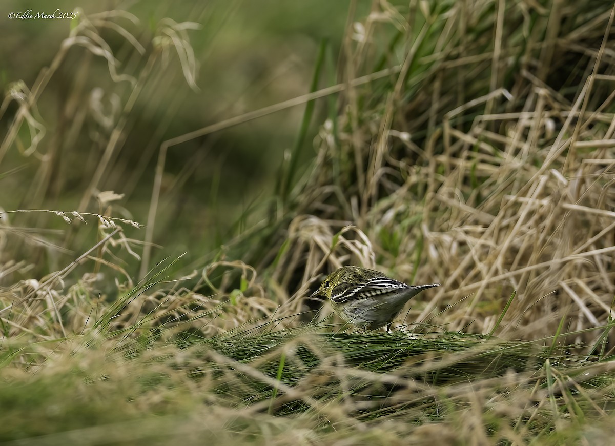 Пестрогрудая древесница - ML644305312