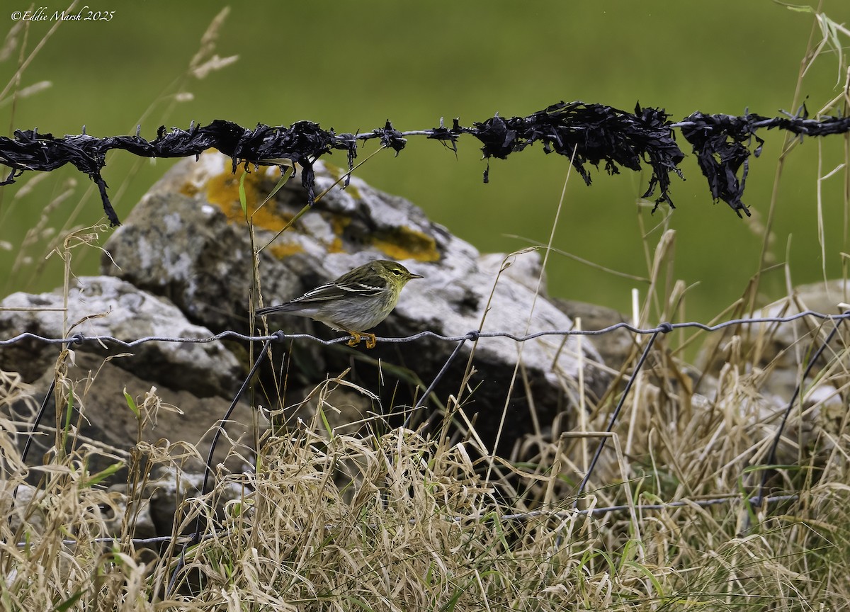 Пестрогрудая древесница - ML644305313