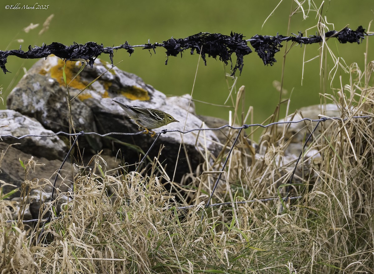 Пестрогрудая древесница - ML644305316