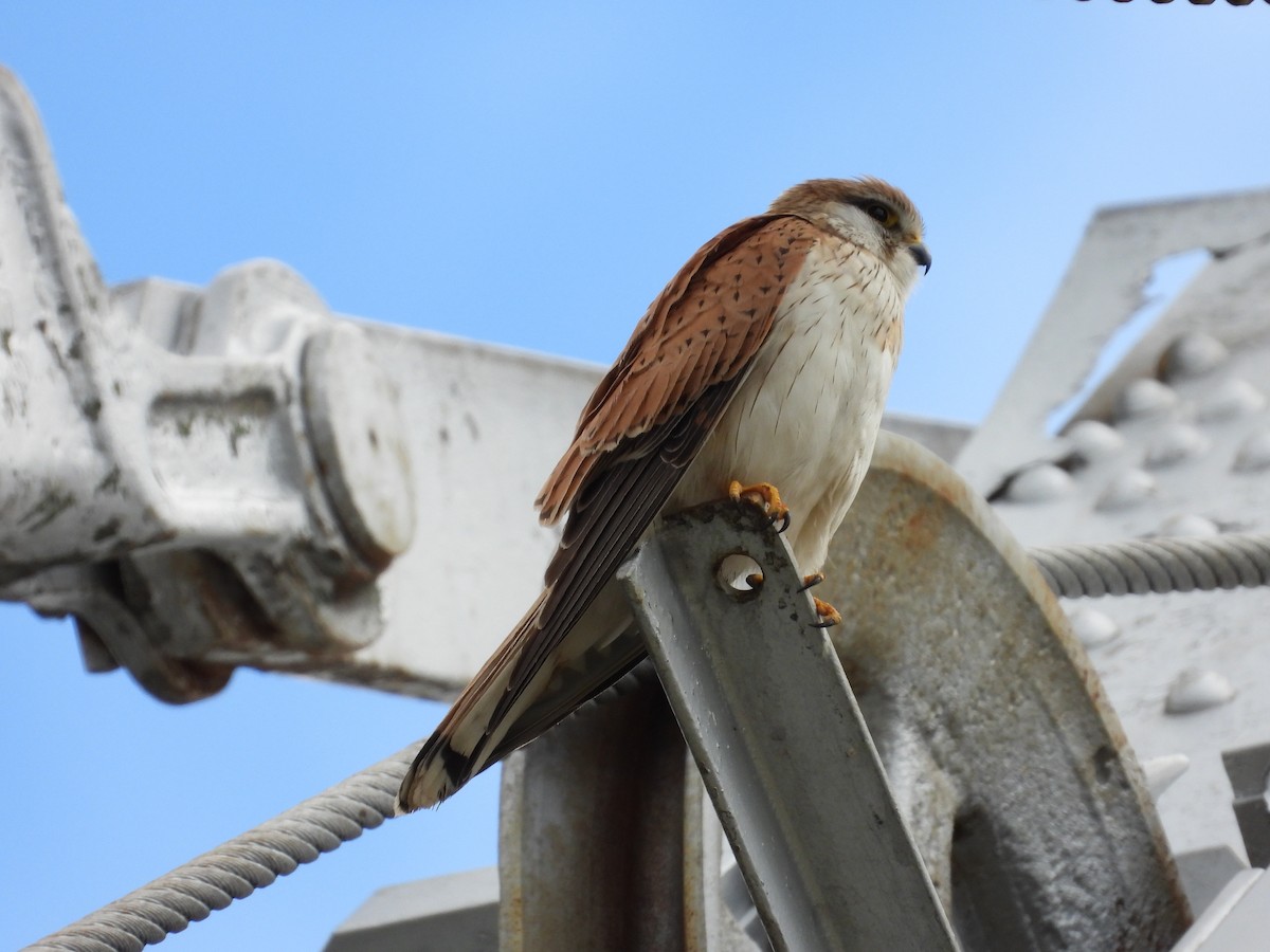 Nankeen Kestrel - ML644305317