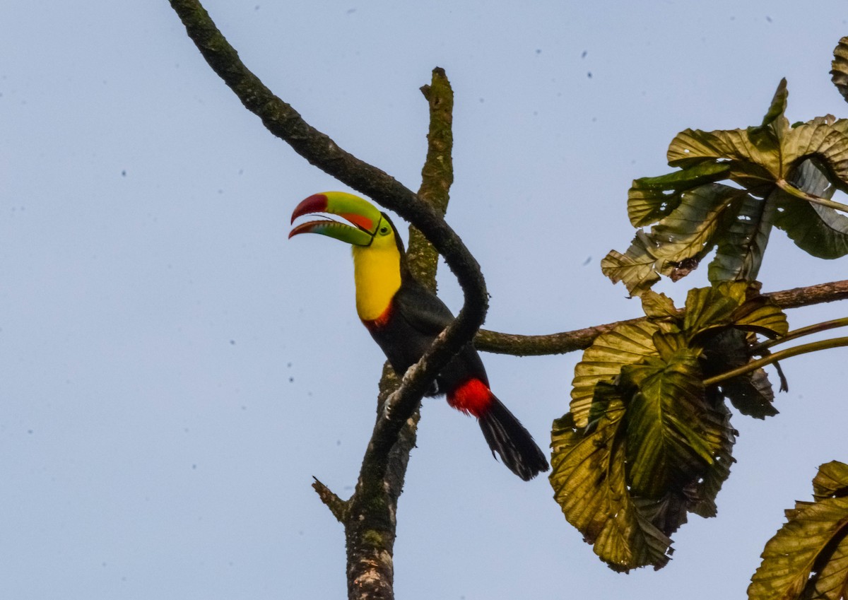 Радужный тукан - ML644305319