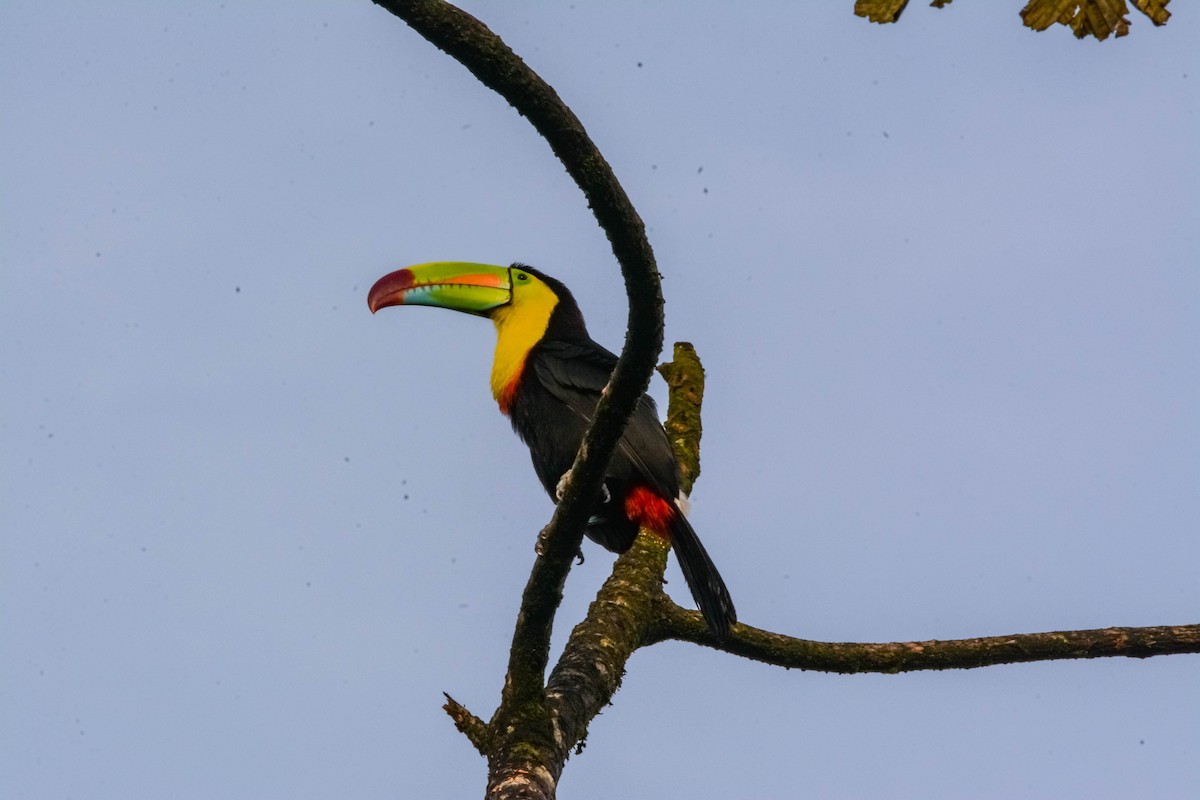 Радужный тукан - ML644305320