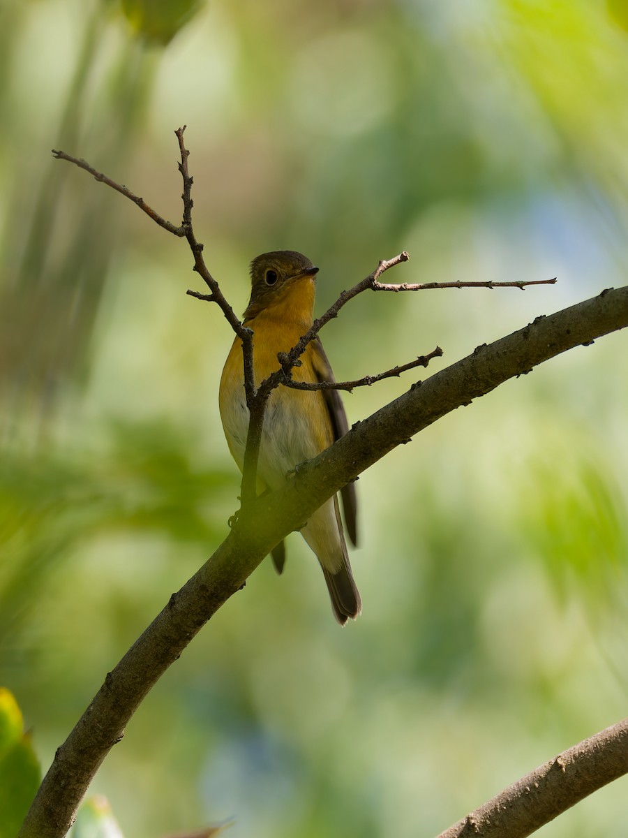 Mugimaki Flycatcher - ML644305330