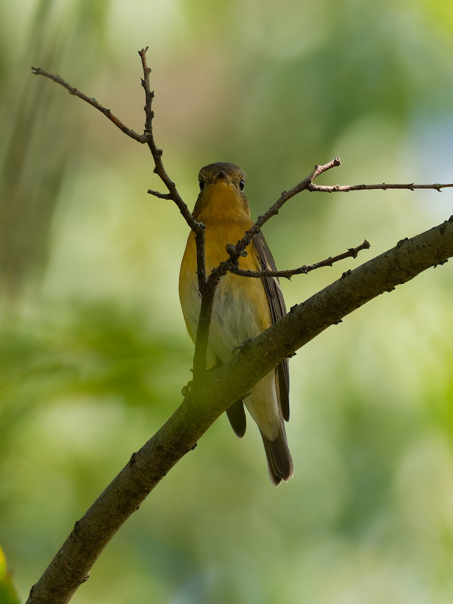 Mugimaki Flycatcher - ML644305331