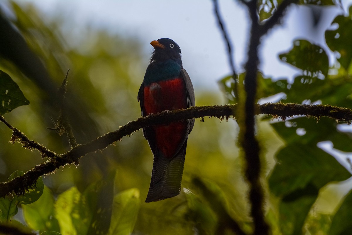 シマオグロキヌバネドリ - ML644305339