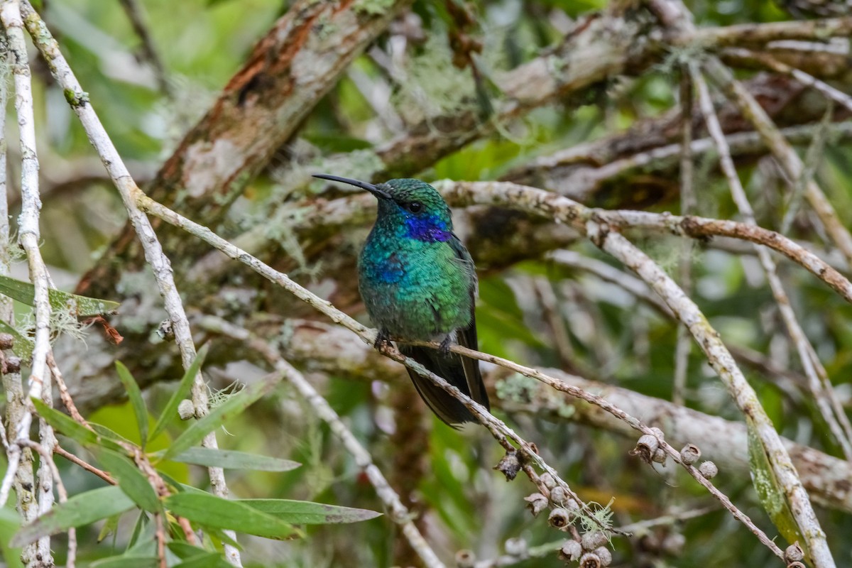Lesser Violetear - ML644305347