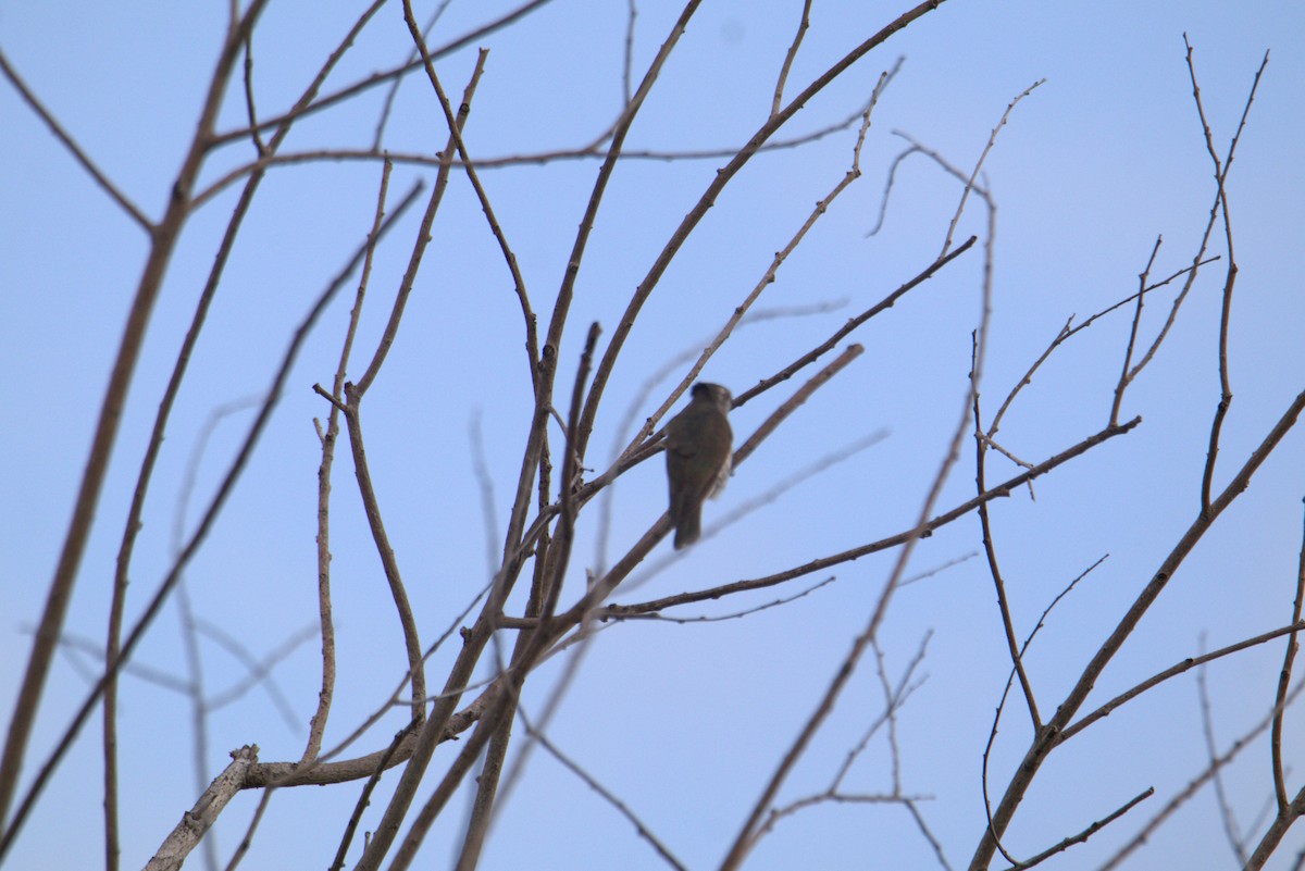 pygmégjøk - ML644305350