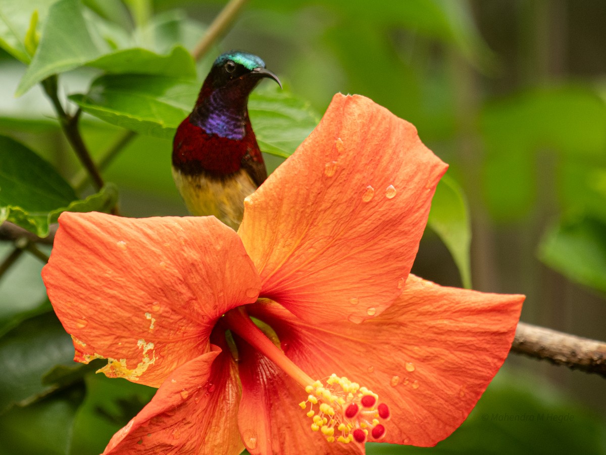 malabarsolfugl - ML644305366