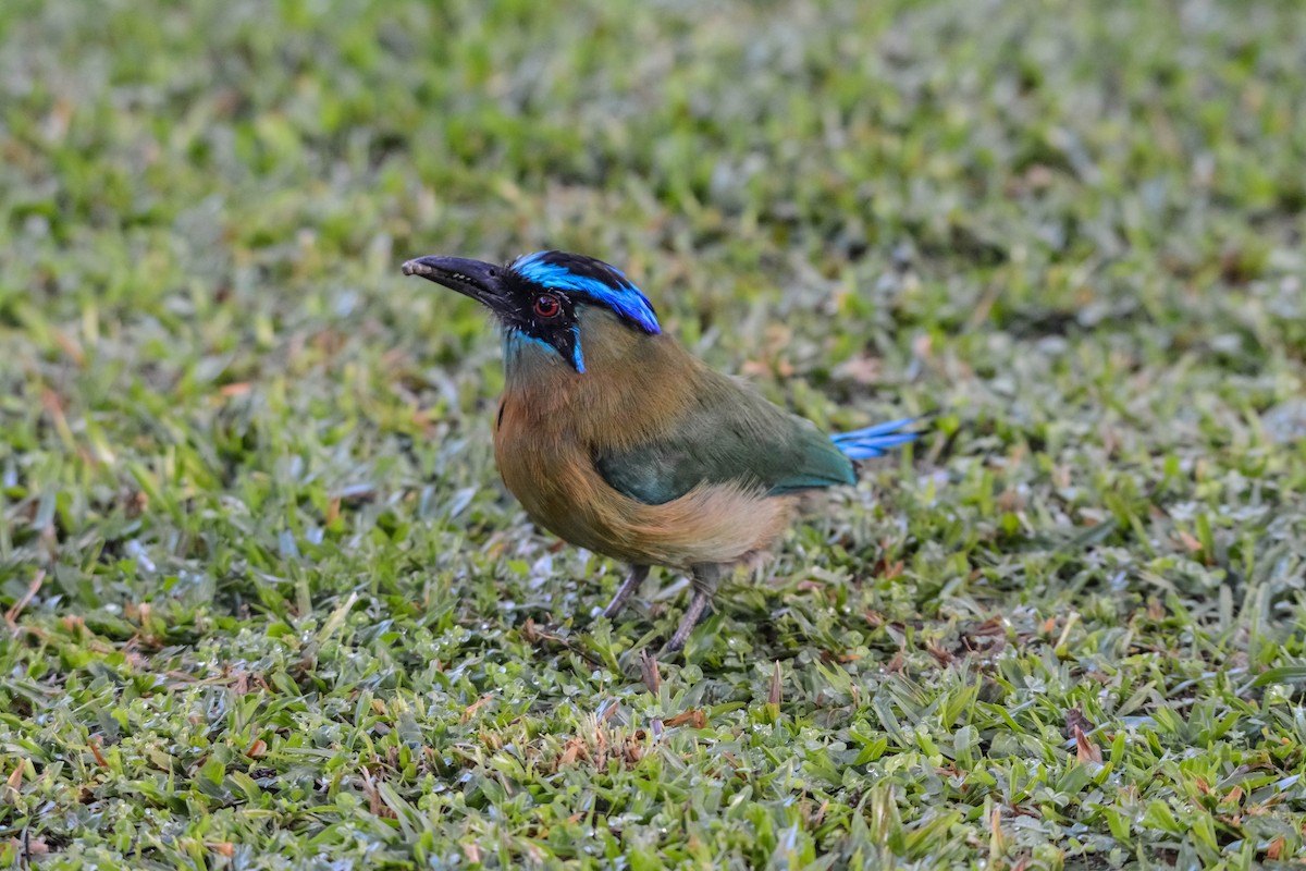 レッソンハチクイモドキ - ML644305372