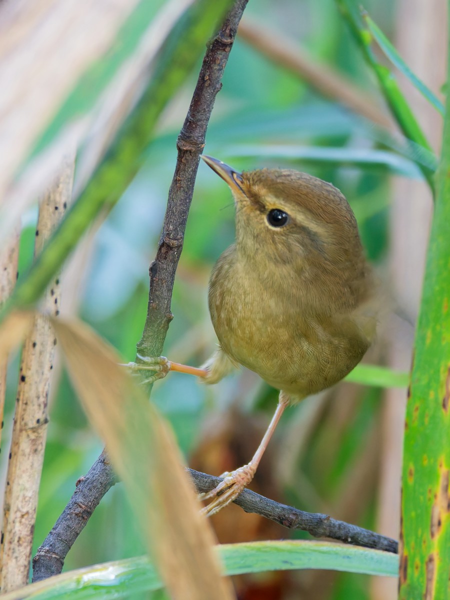 Горная широкохвостка - ML644305373