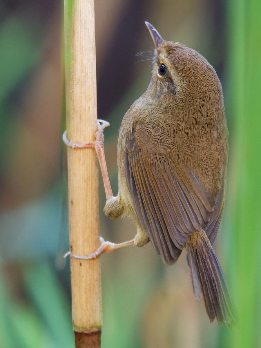 Горная широкохвостка - ML644305374