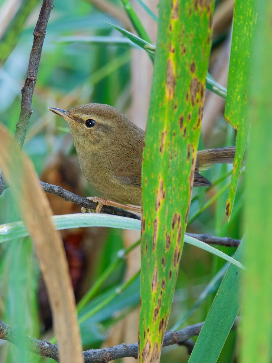 Горная широкохвостка - ML644305375