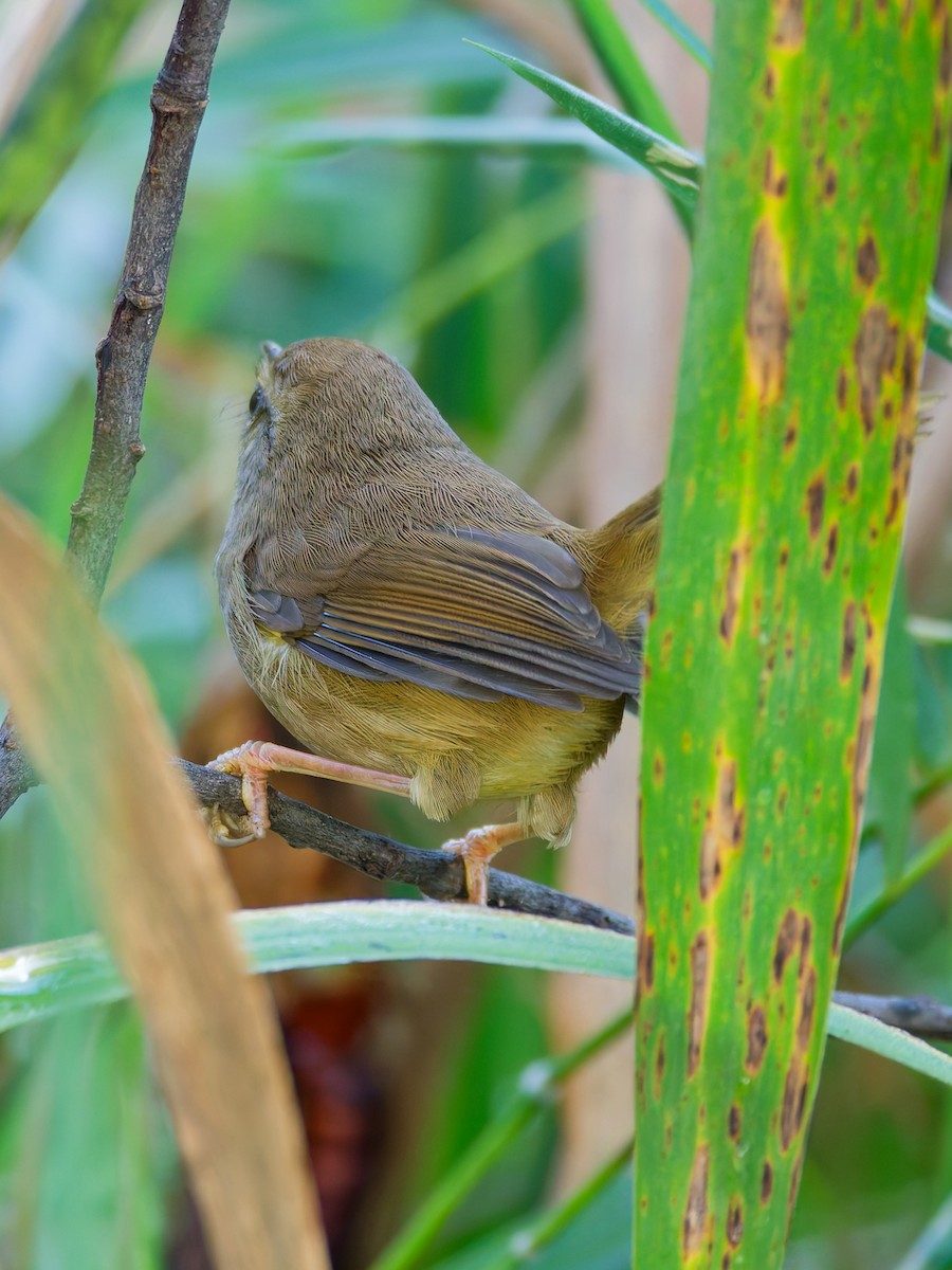 Горная широкохвостка - ML644305376