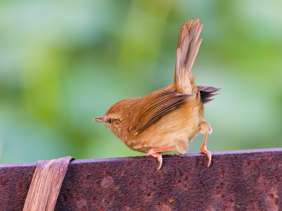 Горная широкохвостка - ML644305377