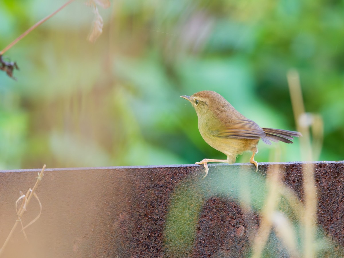 Горная широкохвостка - ML644305378