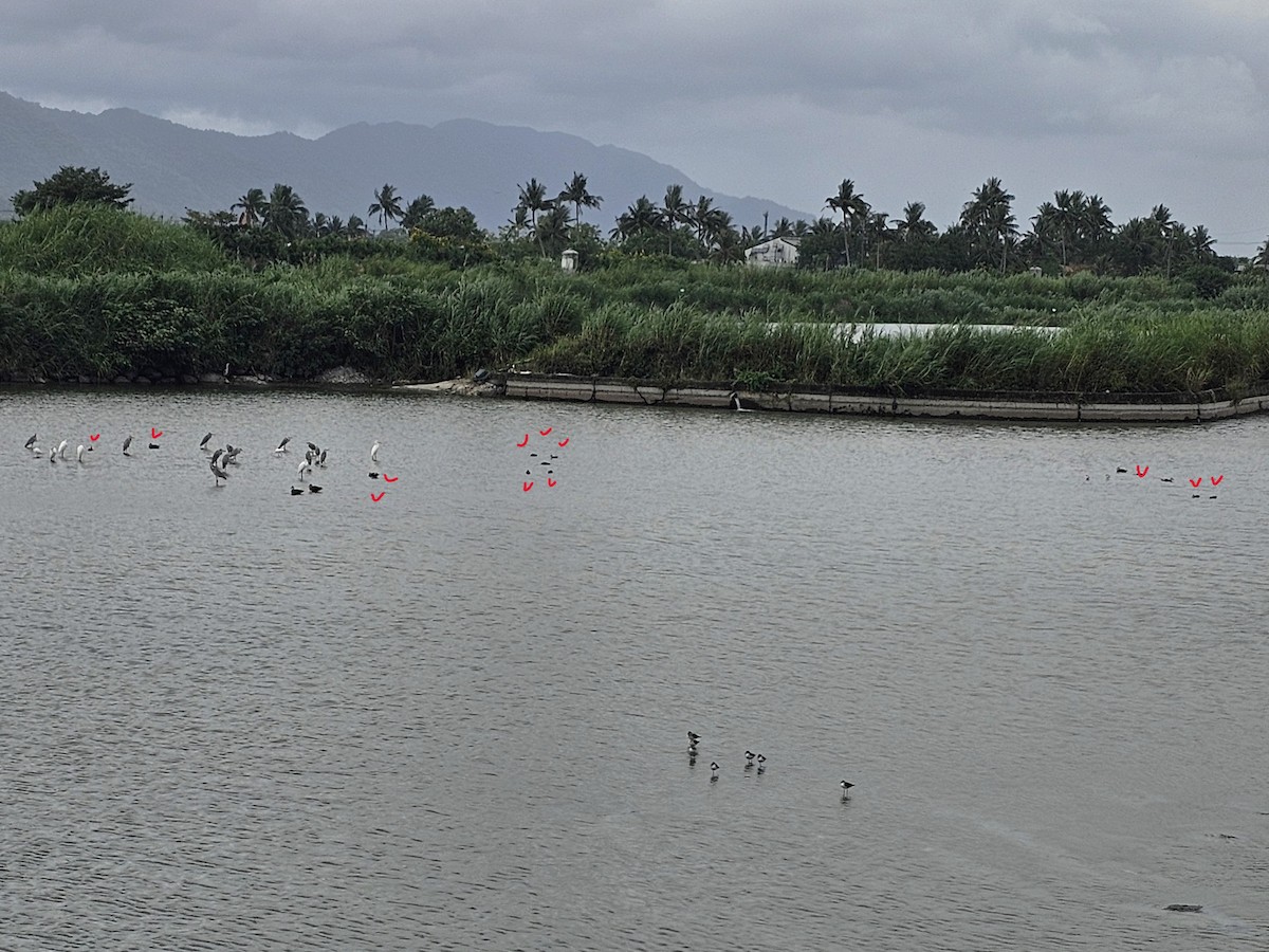 Eastern Spot-billed Duck - ML644305379
