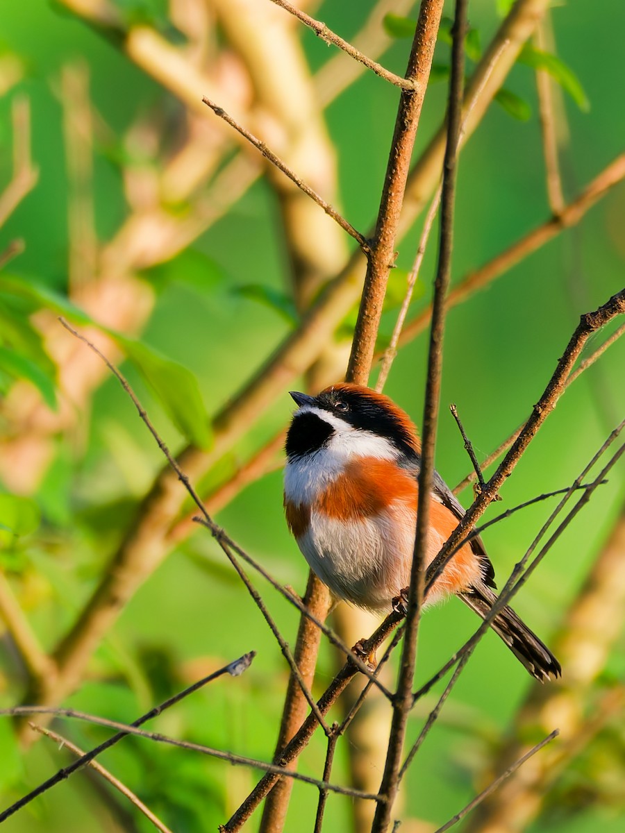 Black-throated Tit - ML644305381