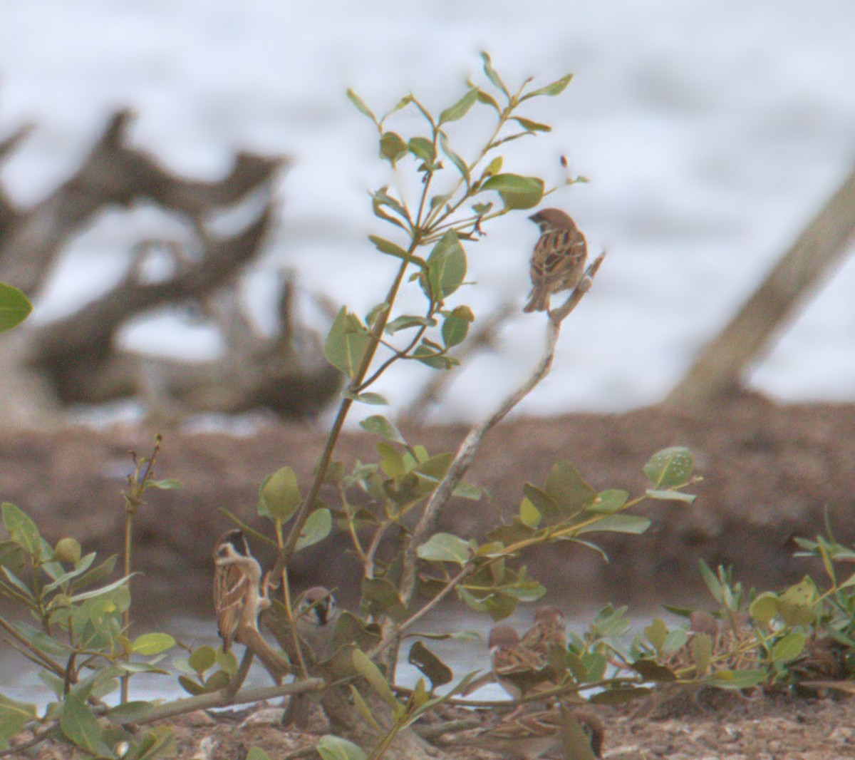 Ağaç Serçesi - ML644305382