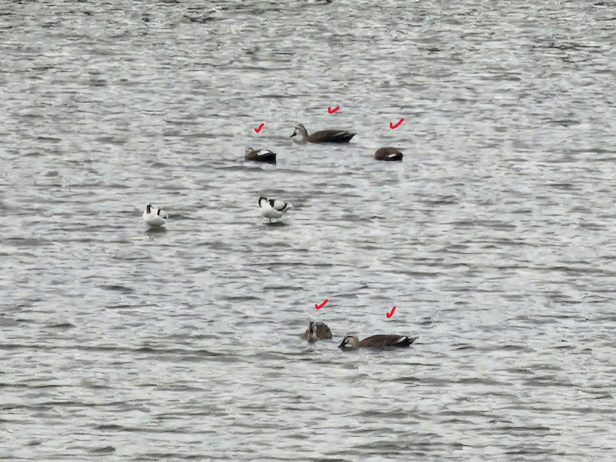 Eastern Spot-billed Duck - ML644305383