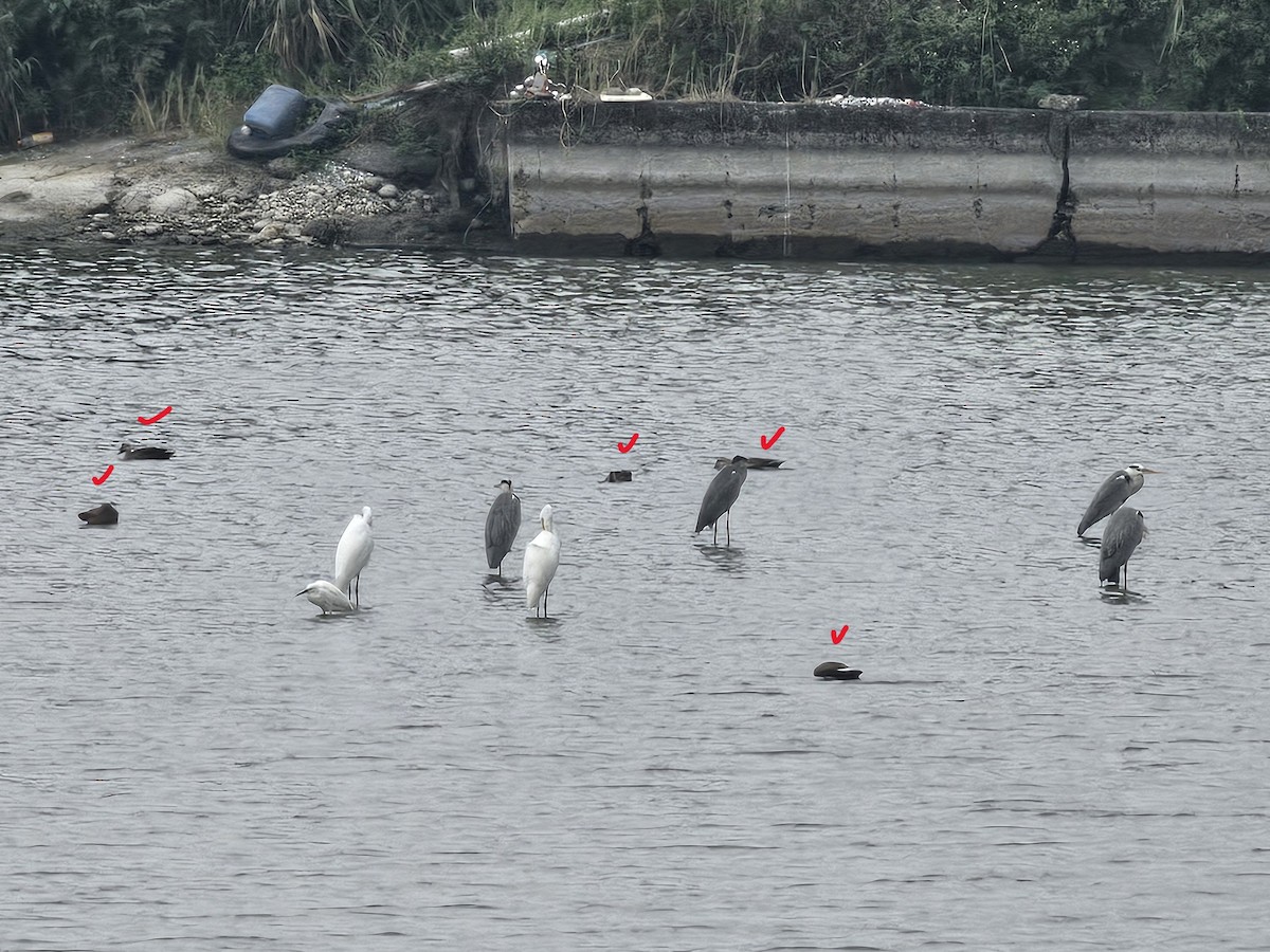 Eastern Spot-billed Duck - ML644305384