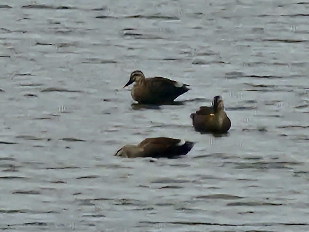 Eastern Spot-billed Duck - ML644305385