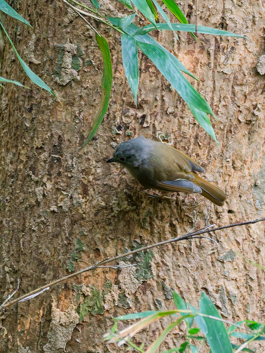 Huet's Fulvetta - ML644305386