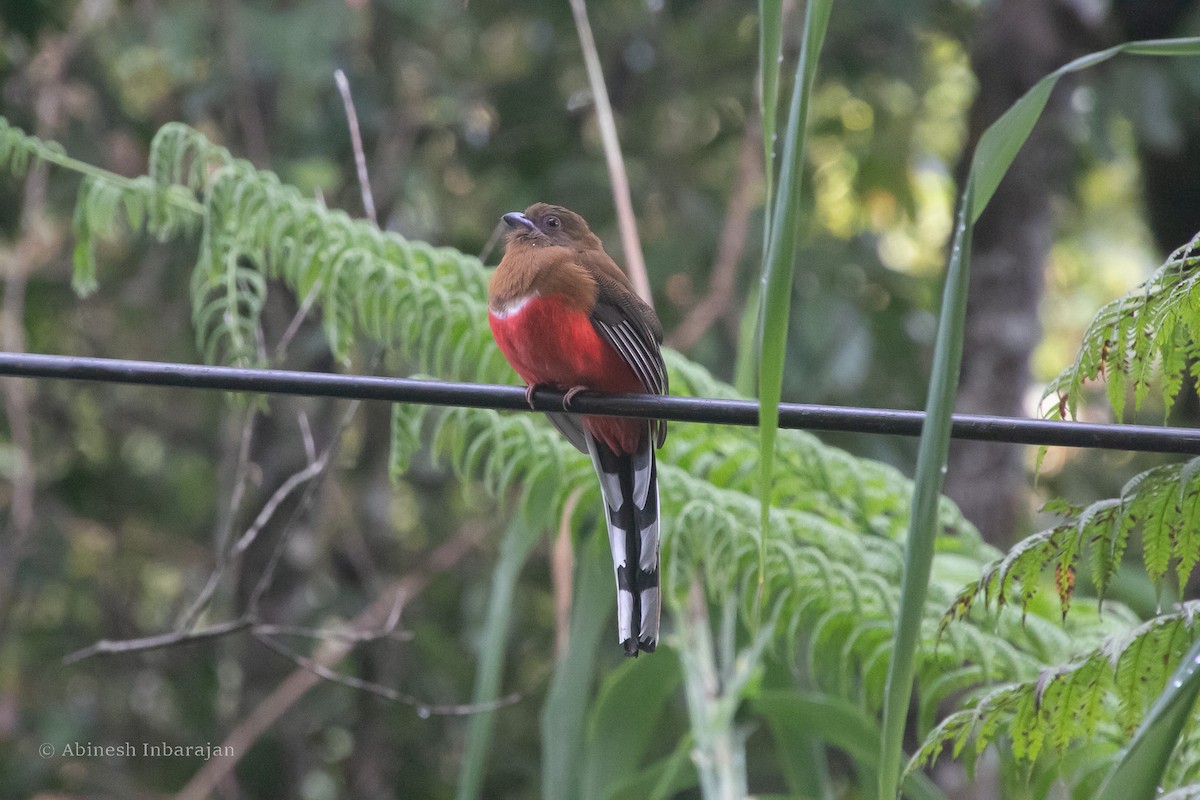 Red-headed Trogon - ML644305391