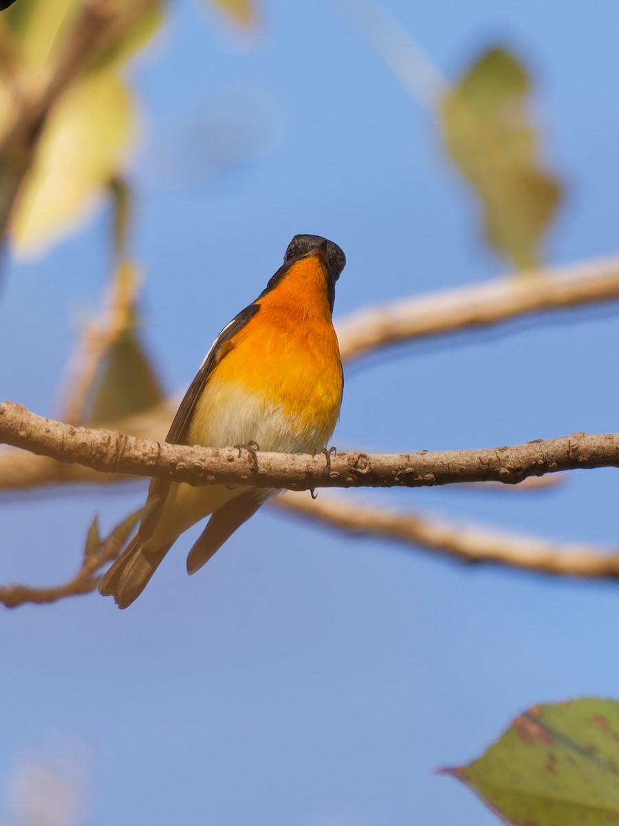 Mugimaki Flycatcher - ML644305394