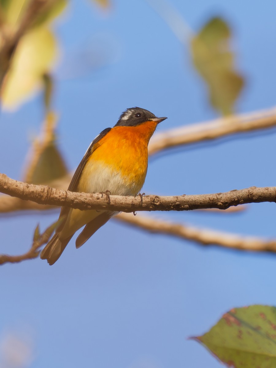 Mugimaki Flycatcher - ML644305395