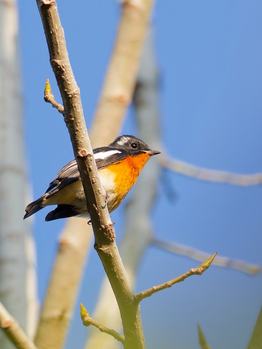 Mugimaki Flycatcher - ML644305396