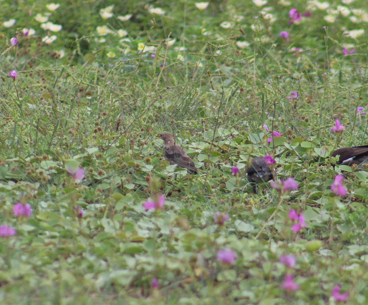 Arabazozo gorrizta - ML644305402