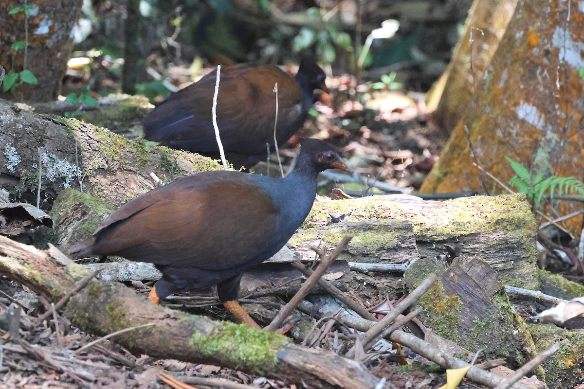 Mégapode de Reinwardt - ML644305418