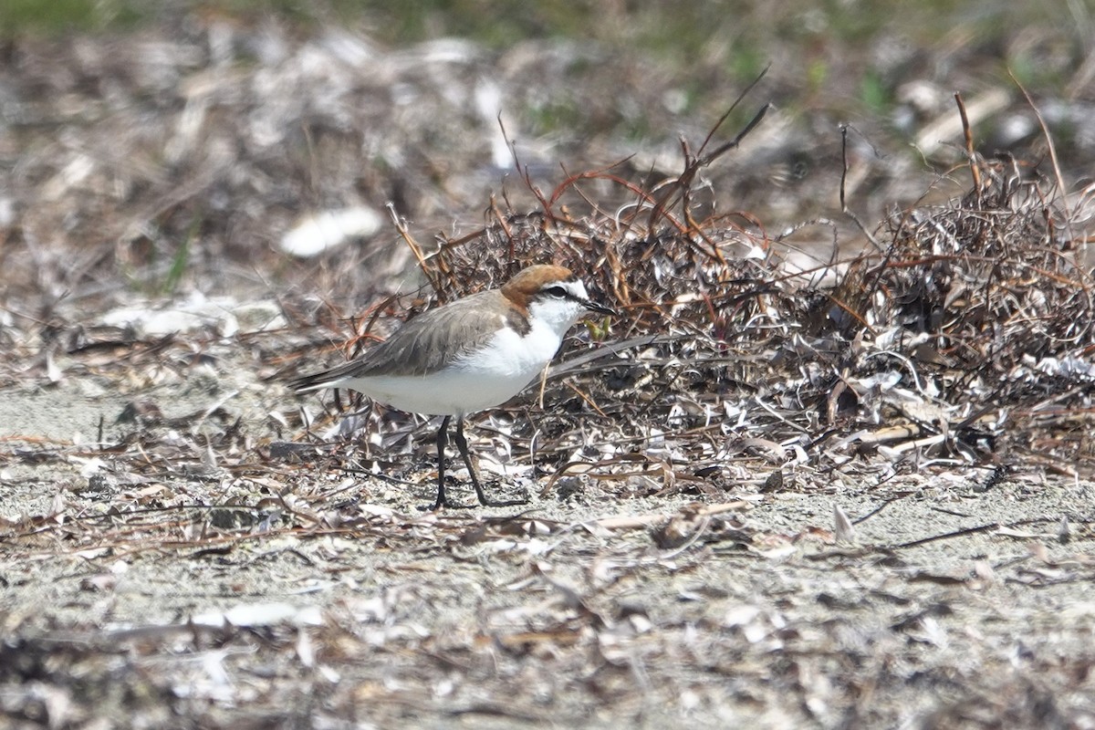Red-capped Plover - ML644305425