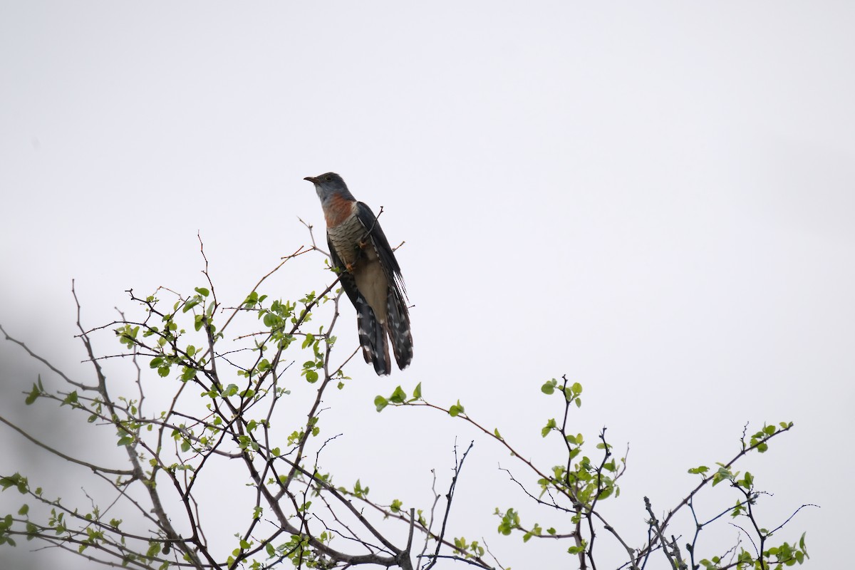 チャムネカッコウ - ML644305464