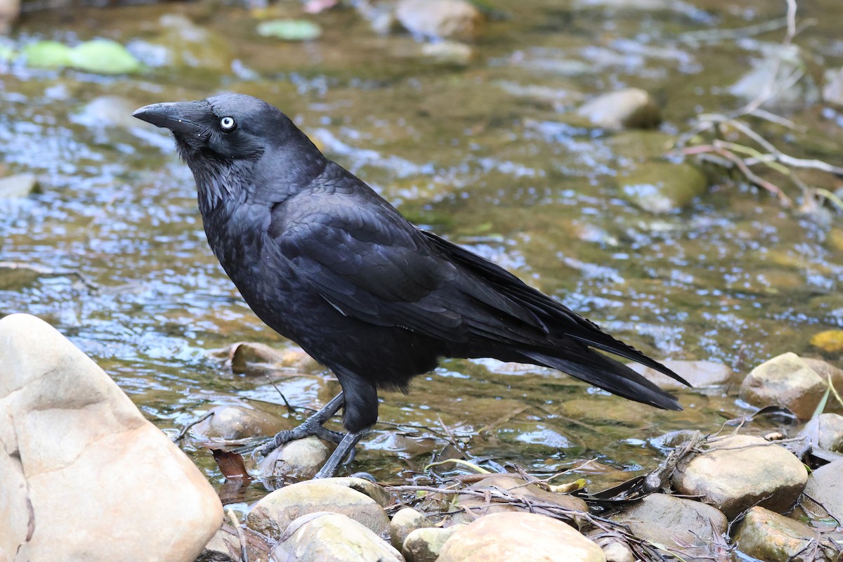 Южноавстралийский ворон - ML644305469