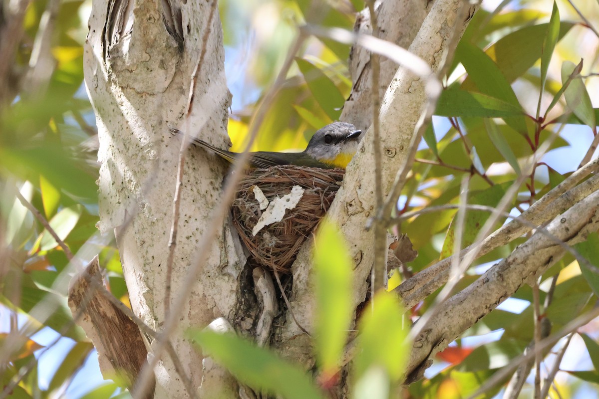 Eastern Yellow Robin - ML644305472