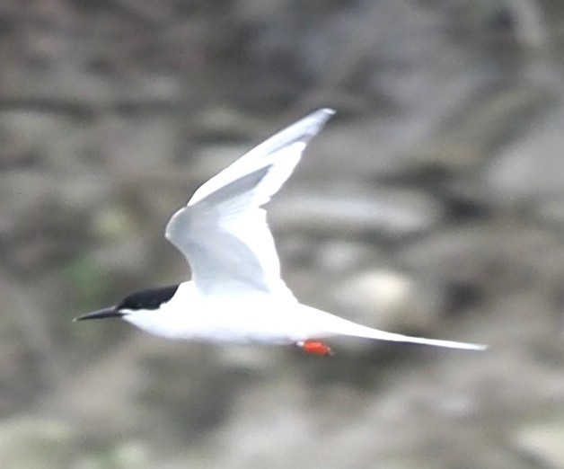 rybák obecný - ML644305509