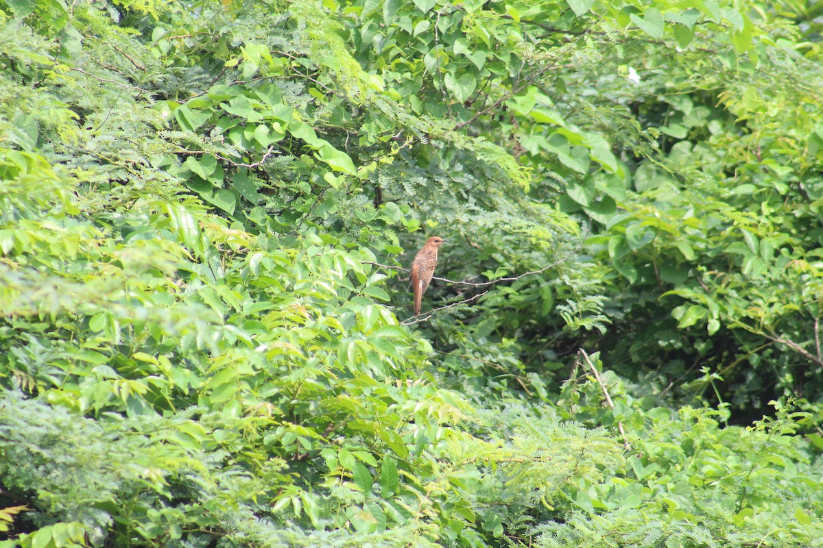 Gray-bellied Cuckoo - ML644305511