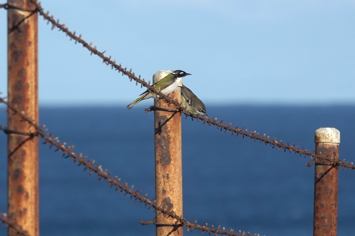 Gilbert's Honeyeater - ML644305512