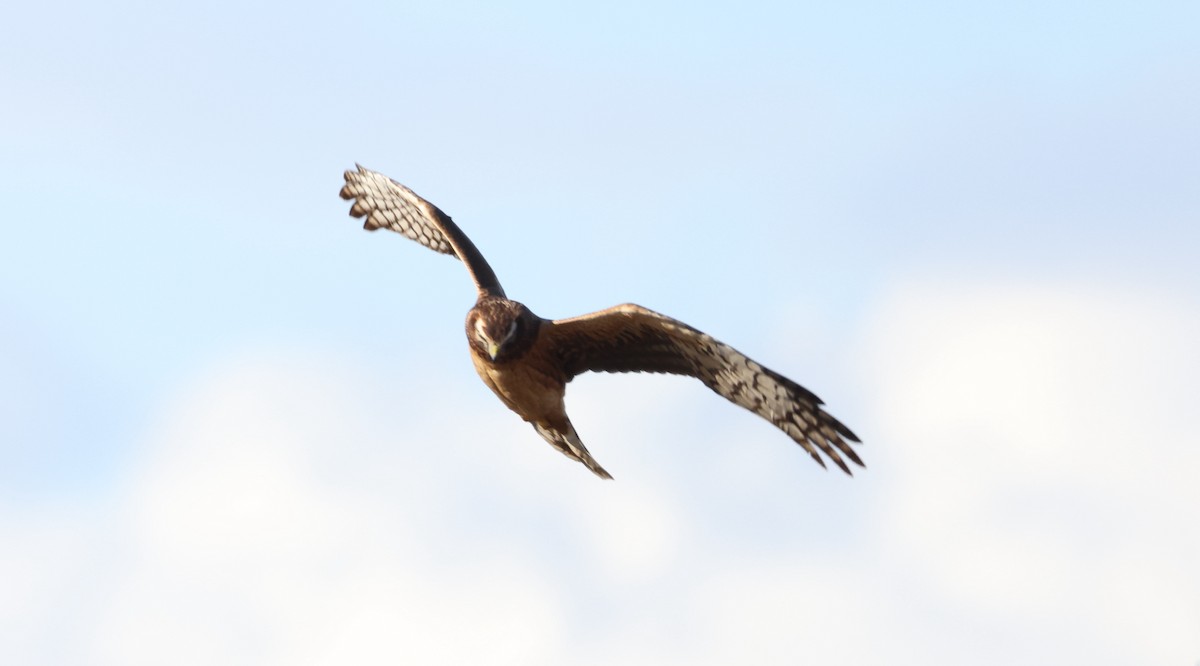 アメリカハイイロチュウヒ - ML644305513