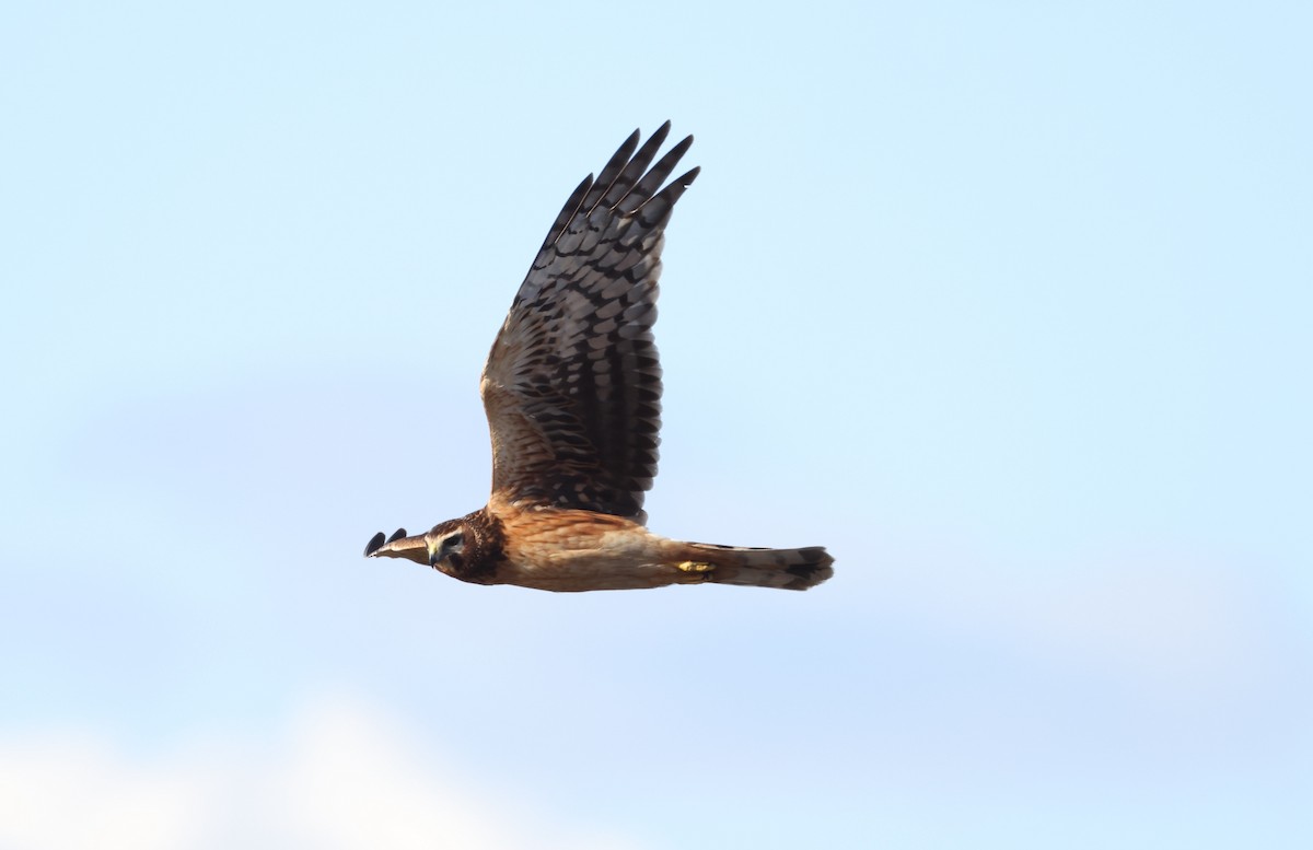 アメリカハイイロチュウヒ - ML644305514