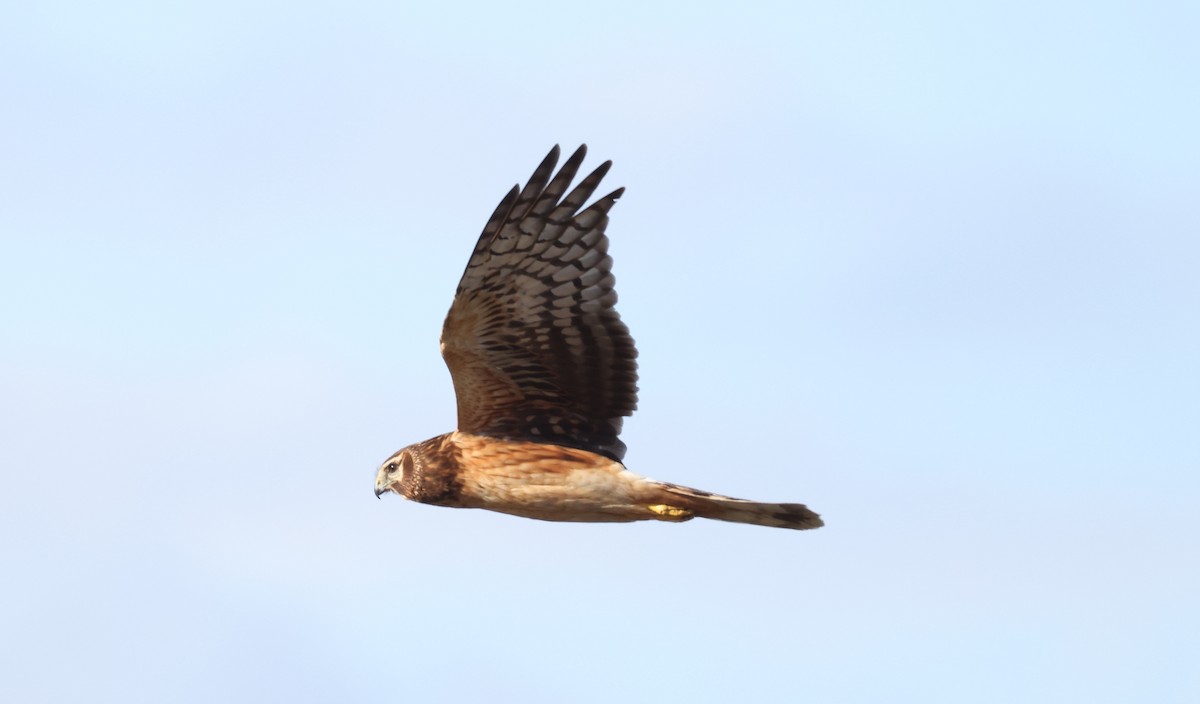 アメリカハイイロチュウヒ - ML644305515