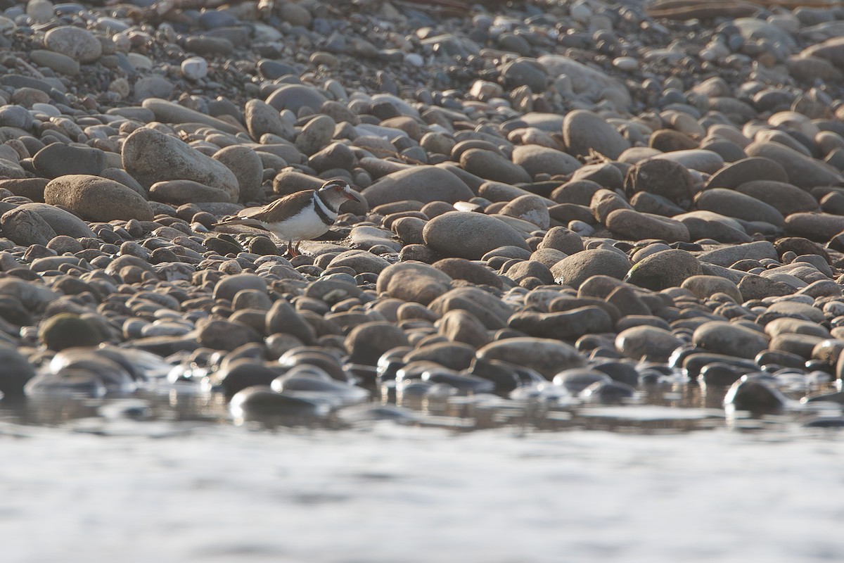 Three-banded Plover - ML644305526