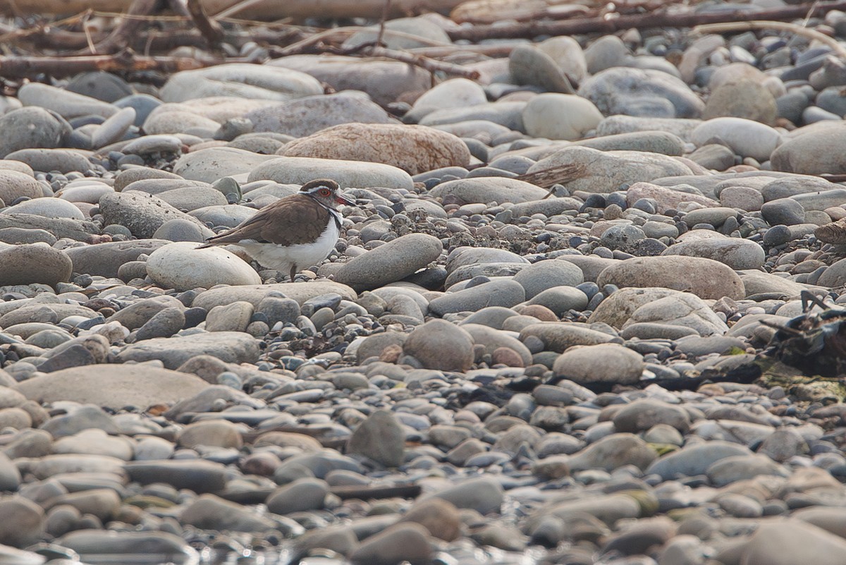 Three-banded Plover - ML644305528