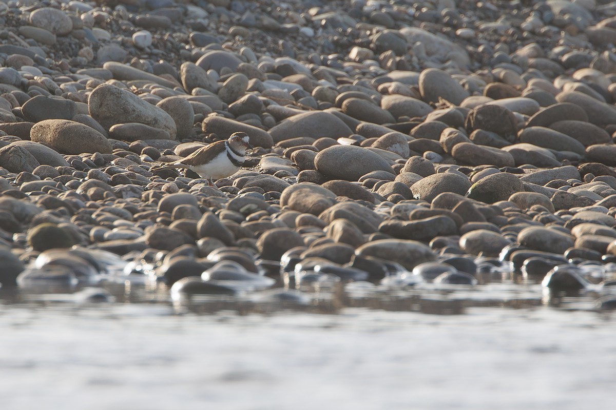 Three-banded Plover - ML644305529
